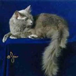 Кошка Нибелунг