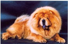 Чау-чау (Chow Chow)