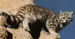 Андская кошка (Andean mountain cats)