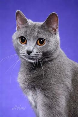 Картезианская кошка( Шартрез)