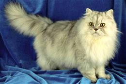 Тиффани (Азиатская длинношерстная кошка)