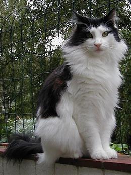 Норвежская длинношерстная кошка (Norsk Skogkatt)