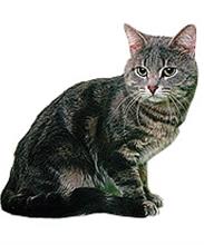 Европейская короткошерстная кошка (Кельтская)