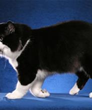 Кимрик (Мэнская длинношерстная или Уэльская кошка)