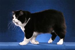 Кимрик (Мэнская длинношерстная или Уэльская кошка)